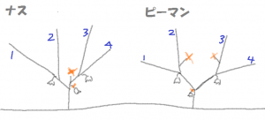 ナスやピーマンの収穫量を高める育て方 はぴvege