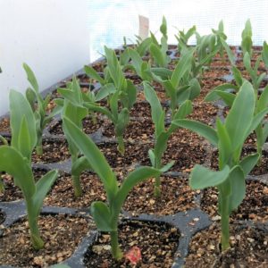 トウモロコシの育て方 果菜類 イネ科 はぴvege